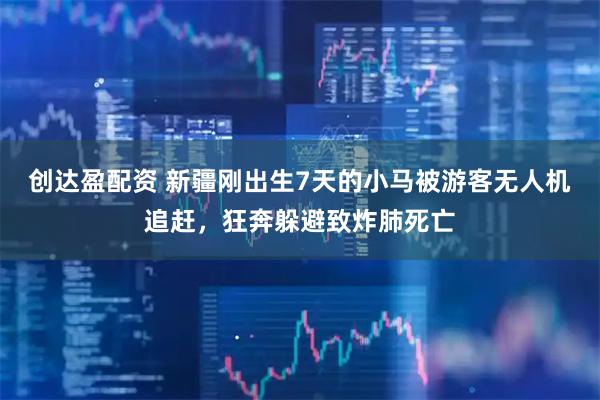 创达盈配资 新疆刚出生7天的小马被游客无人机追赶，狂奔躲避致炸肺死亡